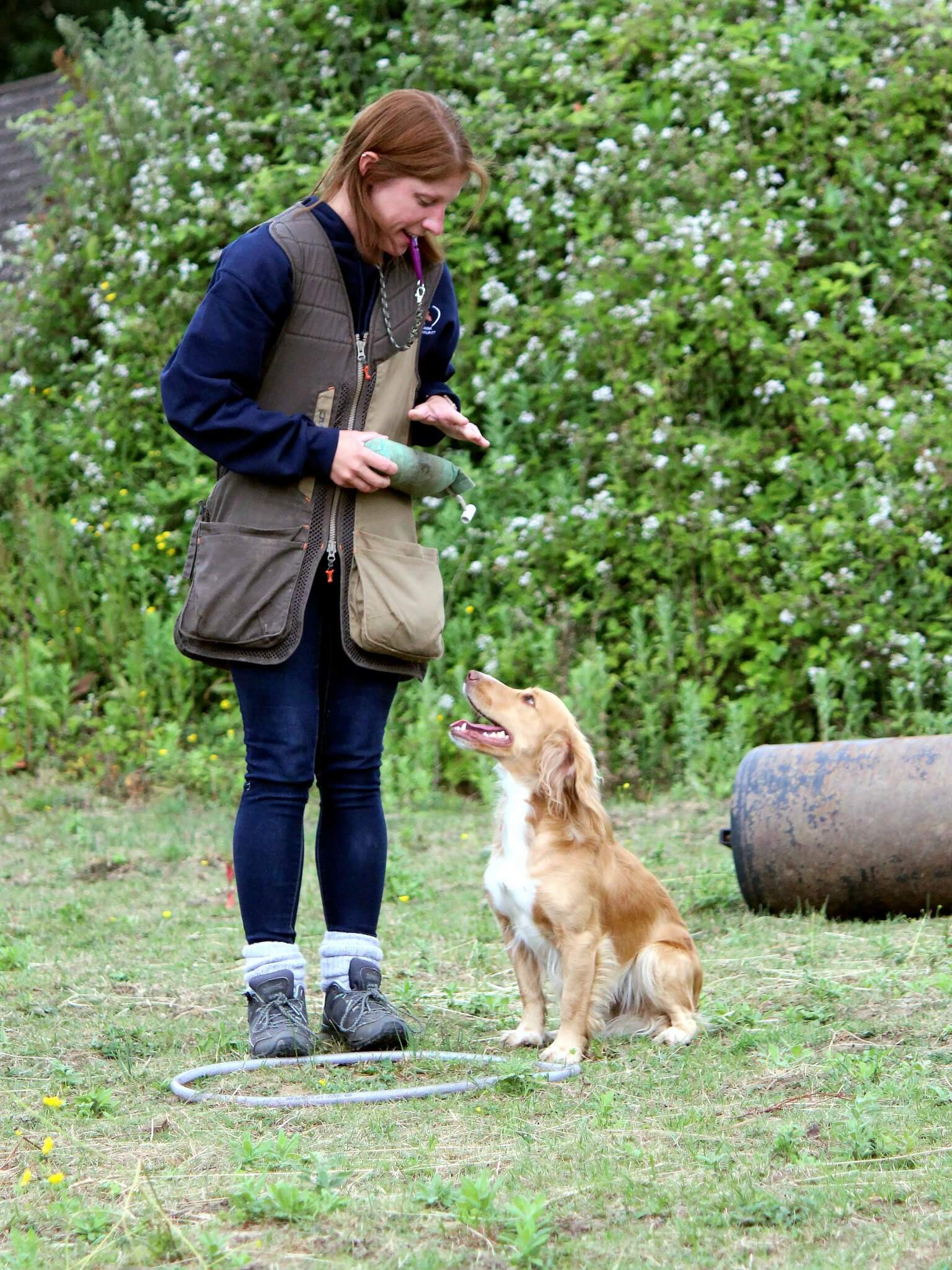 Gundog training, Hewson hounds, Dog Training & Behaviourist
